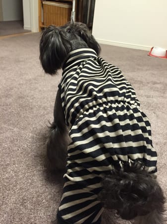 Cocoにゃんままさんの作品