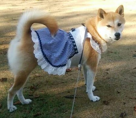 柴犬マイアさんの作品