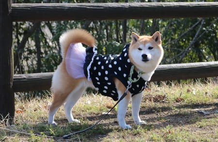 柴犬マイアさんの作品