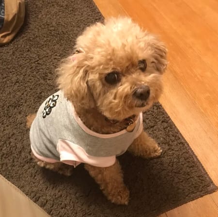 しのぼんさんの作品