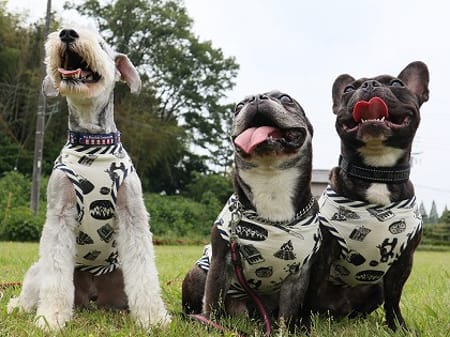 ちびっこさんの作品