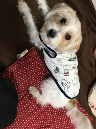 ゆみさんの作品