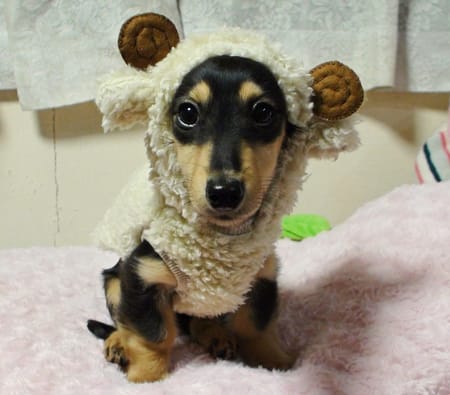 mamehanasoraさんの作品