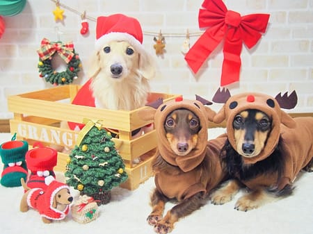 mamehanasoraさんの作品