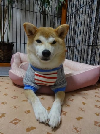 リンゴさんの作品