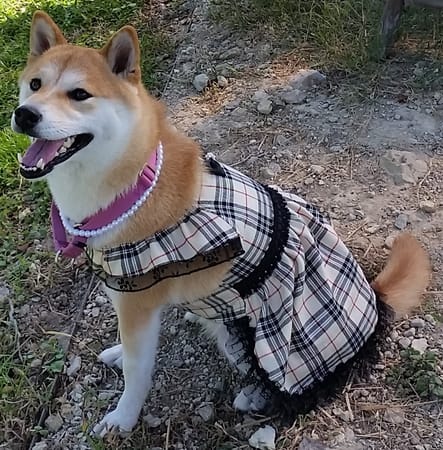 柴犬マイアさんの作品