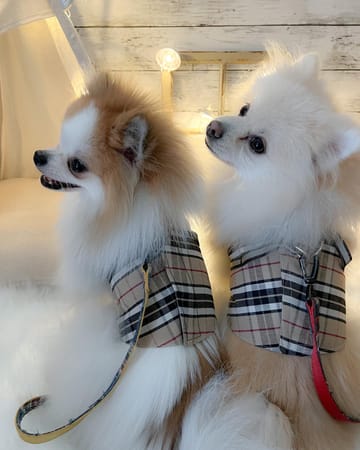 NoaPomさんの作品