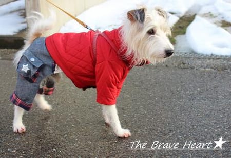 wankokoさんの作品