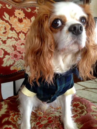 ジョイママさんの作品