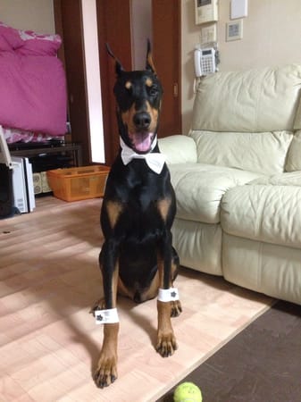 Aliceさんの作品