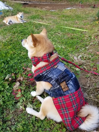 mizukiakiraさんの作品