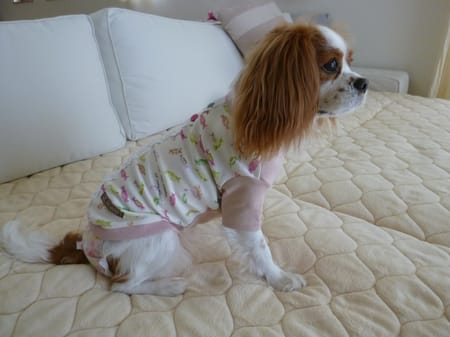 しまゆさんの作品