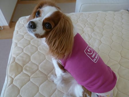 しまゆさんの作品