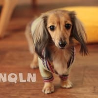 whipwhipさんの作品