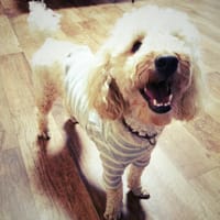 manimouleさんの作品