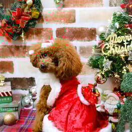 スモック/チュニック