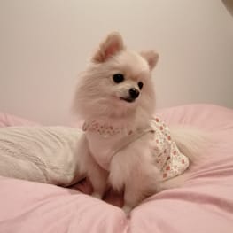 可愛いフクロウのアイロン接着のワッペン