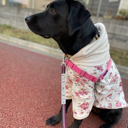 しぃさんの作品