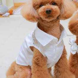 スモック/チュニック