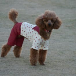 パンツ/サロペット