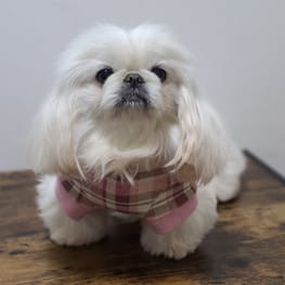 バルーンブラウス