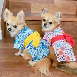 anirokitchenさんの作品