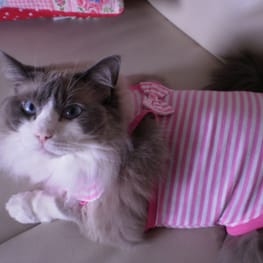 ラガーシャツ・ポロシャツ