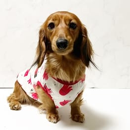 ラッフルスリーブトップス