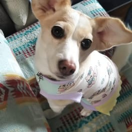 ベーシックラグランTシャツ