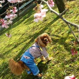 カバーオール(つなぎ)