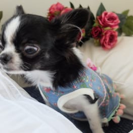 パーカー/トレーナー