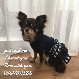 ラッフルスリーブトップス