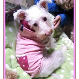 ラグランタンク・ラグランワンピ