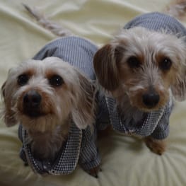 ラガーシャツ・ポロシャツ