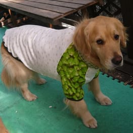 ベーシックラグランTシャツ