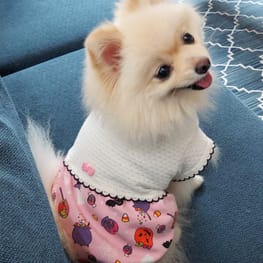 可愛いフクロウのアイロン接着のワッペン