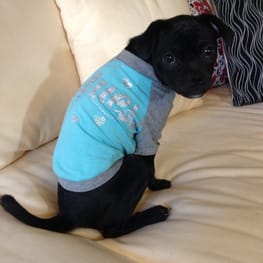 ラッフルスリーブトップス