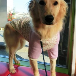 ベーシックラグランTシャツ