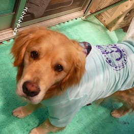 ラッフルスリーブトップス