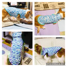 みんなのTシャツ