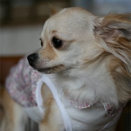 ドッグスリング