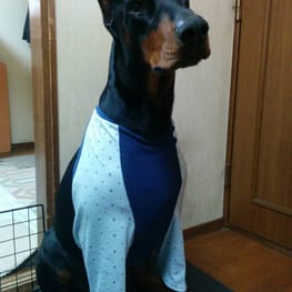 サニタリー・マナーパンツ