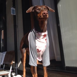 ベーシックラグランTシャツ