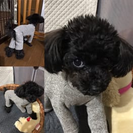 ベーシックラグランTシャツ