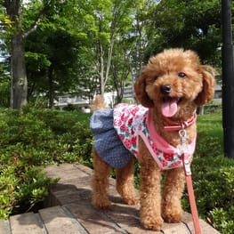 バルーンブラウス