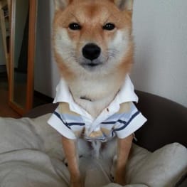 ハーネスウェア