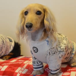 バルーンブラウス