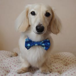 mamehanasoraさんの作品