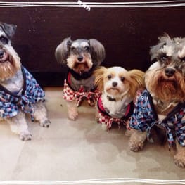 Dwarfさんの作品