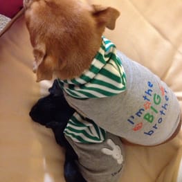 サニタリー・マナーパンツ